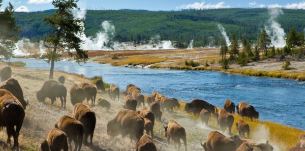 West Yellowstone - Bison Along the Firehole River
