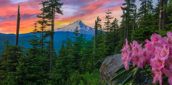 Mount Hood, OR - Mountain with Wildflowers
