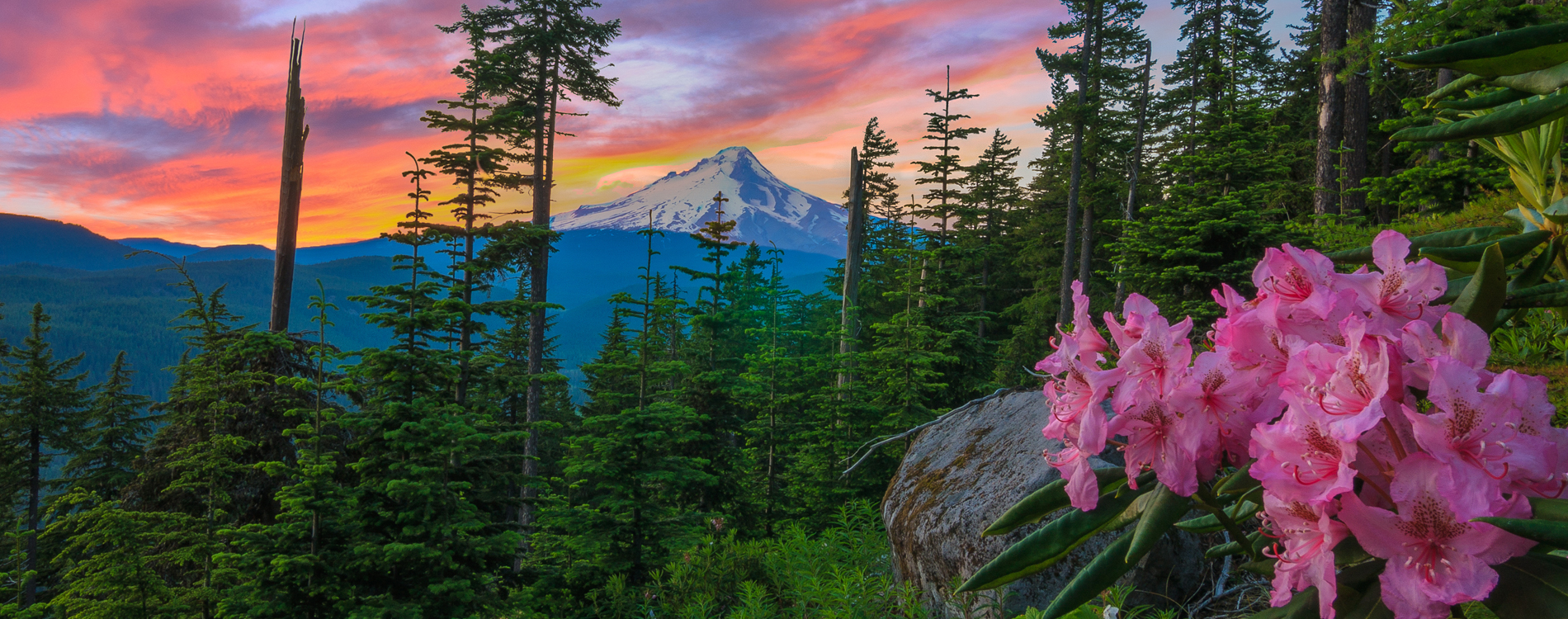 Mount Hood, OR - Mountain with Wildflowers